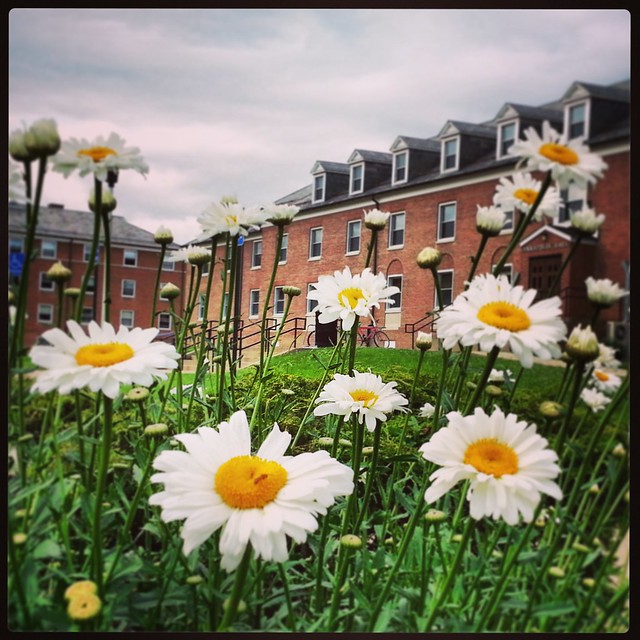 Campus Daisies by Javcon117* (Flickr)