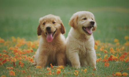 two yellow labrador retriever puppies